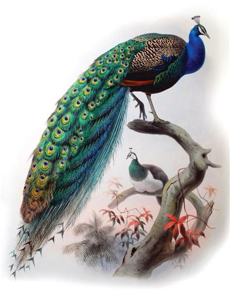 Bird Poster Print 12x16 Inch Vintage Peacock Illustration
