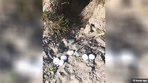 real estate agent caught on camera attempting to poison owl burrow on marco island