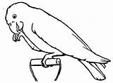 Parrot Clipart Macaw Ausmalbilder Ara Gazelles Birds ähnliche Coloringhome sketch template