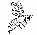 Bee Coloring Coloringcrew Book sketch template