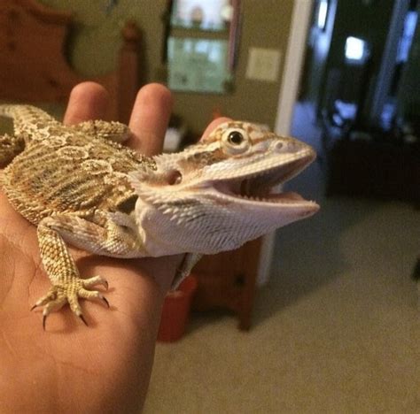 heres  picture    beardie died    picture