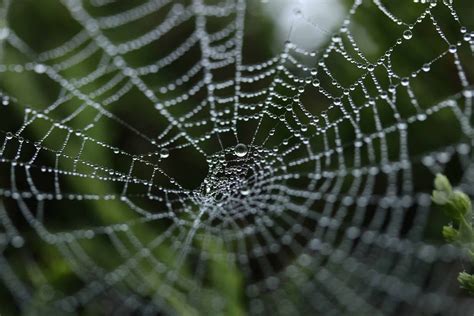 eco friendly artificial spider silk mimics   natures strongest