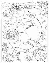 Seal Coloring Pages Leopard Getcolorings sketch template