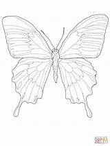 Butterfly Ulysses Coloring Pages Colouring Print Un Coloriage Activities Insect Color Supercoloring Click Online Choisir Tableau Papillon sketch template