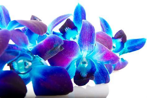 Dendrobium Orchid Blue Jacksonville Flower Market
