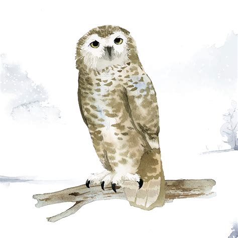 snowy owl  winter watercolor style vector   vectors