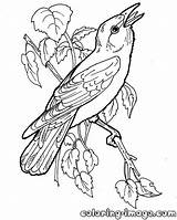 Coloring Pages Orioles Oriole Royals Printable Kc Getdrawings Bird Getcolorings Colorings sketch template