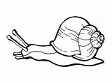 Snail Clipart Caracol Outline Drawings Escargot Marino Caracola Escargots Realiste sketch template