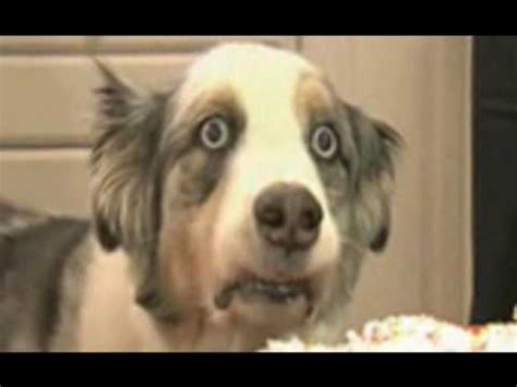 weird dog stares  camera youtube