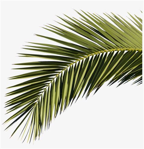 palm branch png clipart library  palm tree branches png