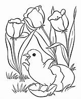 Coloring Easter Chicks Chick Hatching Pages Spring Flowers Kids Sheets Printable Egg sketch template