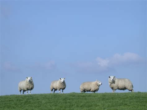 imageafter  nature animals land sheep standing  dike grass