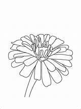 Zinnia Coloring Pages Flower Printable Print Sheets Designlooter Border Color Getcolorings Template 750px 82kb 1coloring sketch template