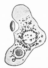 Amoeba Clipart Protista Cellular Biology Etc Usf Edu sketch template