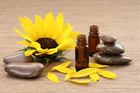 sunflower day spa stock  pictures royalty  images istock