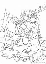 Koda Disegni Fratello Orso Oso Hermano Kenai Malvorlagen Moose Colorat Planse Trafic Analytics Malvorlagen1001 sketch template