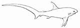 Thresher Shark Renards Requins Coloriages Printmania sketch template