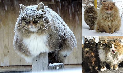 farmer captures amazing photos of siberian cats daily mail online