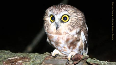 northern  whet owl call youtube