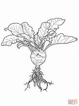 Kohlrabi Cavolo Mewarna Sayuran Sayur Rapa sketch template
