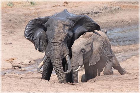 Épinglé par pat chouly sur majestueux éléphants