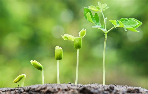 development  growth  plants biology kim thet