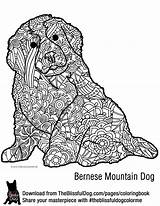 Coloring Dog Bernese Pages Choose Board Adult sketch template