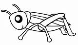Grasshopper Saltamontes Animales Dibujo sketch template