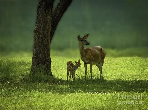 doe and fawn photograph by teresa a and preston s cole photography