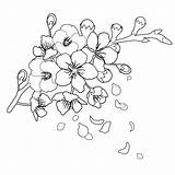 Cherry Blossom Petals Cerezo Japonesas Falling Bloemen sketch template