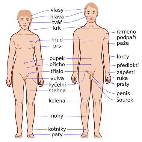 Czech Language Body Parts Wikiversity