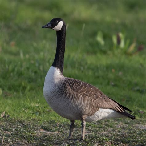canada goose creatures   world wikia fandom