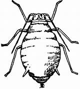 Lice Louse Aphids Clipground sketch template