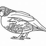 Quail Coloring Pages Preschool Animals Color Worksheets Kids Printable sketch template