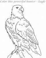 Eagle Coloring Pages Printable Feather Eagles Print American Logo Kids Bald Philadelphia Template Getcolorings Color Birds sketch template