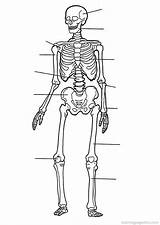 Coloring Anatomy Pages Human Body Skeleton System Skeletal Printable Book Worksheet Choose Board Kids sketch template