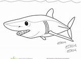 Shark Mako Coloring Color Pages Sharks 73kb 220px Visit sketch template