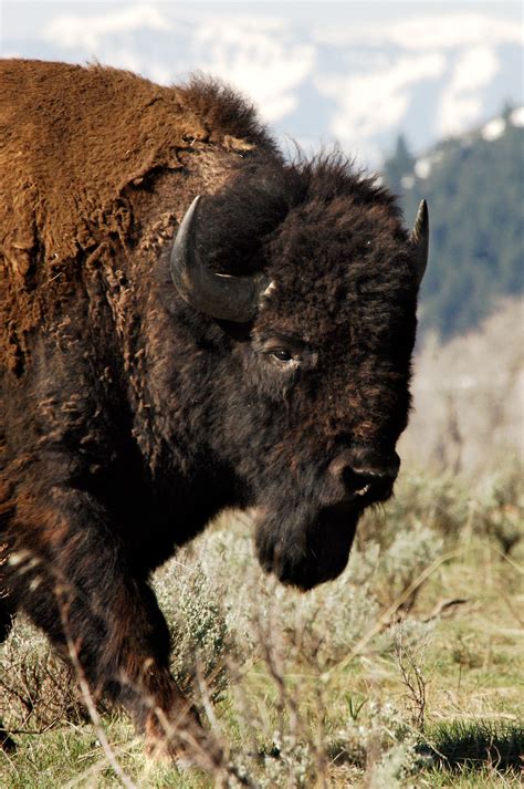 bison  symbol  hope    save species facing extinction