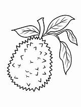Durian Coloring Printable sketch template