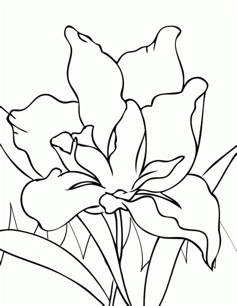 coloring pages   year olds   coloring pages