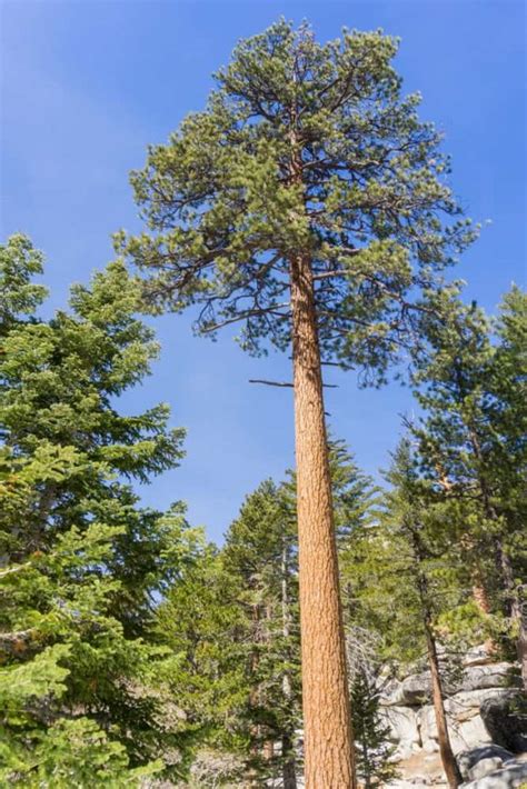ponderosa pine tree