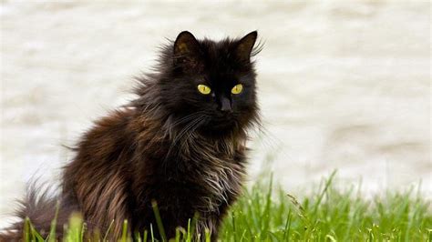 black cat breeds  fascinating world  felines petmoo