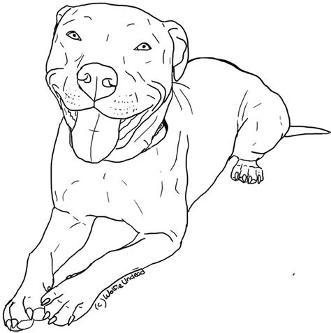 pitbull coloring pages    print    coloring