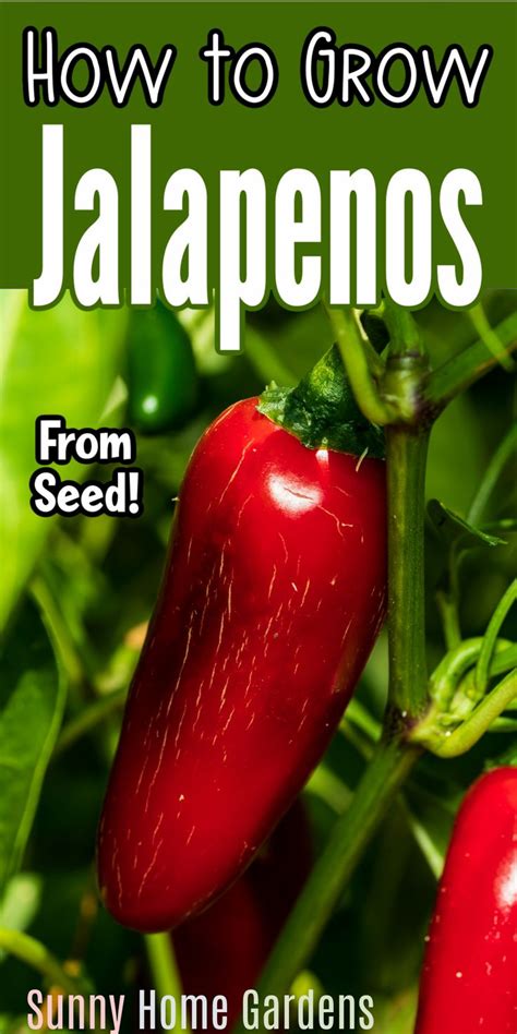 grow jalapeno peppers   growing jalapenos stuffed