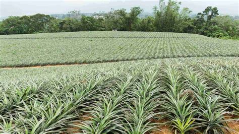 tips       pineapple farming   india