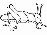 Grasshopper Coloring Insect Pages Realistic Drawing Line Color Getdrawings Kids Bugs Printable Print Getcolorings Drawings sketch template