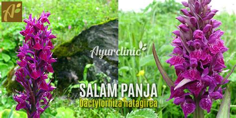 what is salam panja hatta haddi or dactylorhiza hatagirea