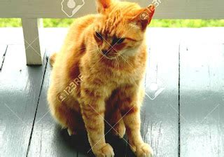 calico cat orange calico cat