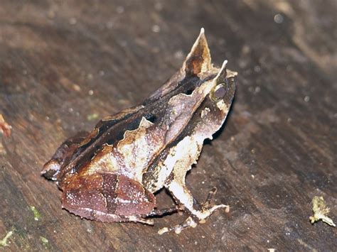 amazon horned frog explore harriskeirs   flickr flickr