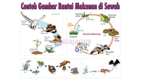 Rantai Makanan Di Sawah Dan Penjelasannya